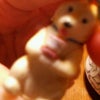 ショックーの画像