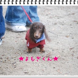 画像 【わんわん運動会！！ｉｎ２００８】part１♪ の記事より 37つ目