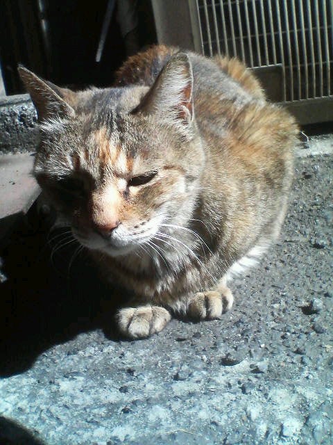 neko
