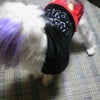 ミッキー犬の画像