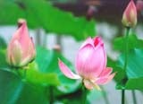 写経の心持ち