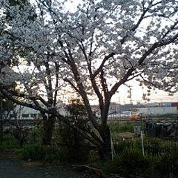 画像 お花見 の記事より 2つ目