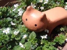 パコパ