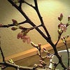 さくらがやってきます!!!!の画像
