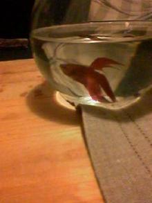 羽が生えた魚
