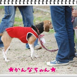 画像 【わんわん運動会！！ｉｎ２００８】part１♪ の記事より 39つ目