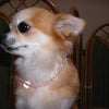 犬もオシャレしたいねん。の画像