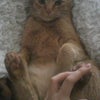 ★ふわふわですが★の画像