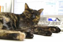 会社ねこ