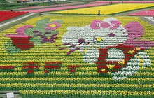 キティ