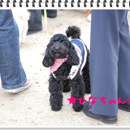 画像 【わんわん運動会！！ｉｎ２００８】part１♪ の記事より 56つ目