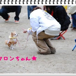 画像 【わんわん運動会！！ｉｎ２００８】part１♪ の記事より 17つ目