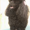 今日のわんこ（トイ・プードル）の画像
