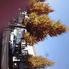 綺麗の画像