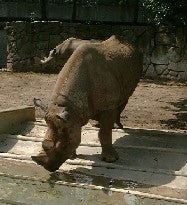 サイ