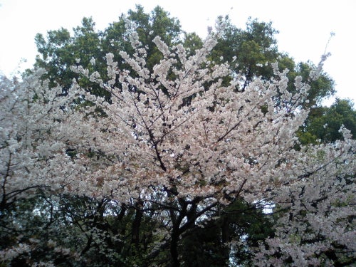 上の恩賜公園の桜３