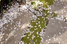 散る桜