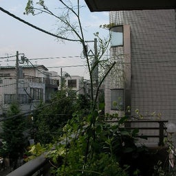 画像 菜園日記　：　メタボなすができたぜぃ の記事より 5つ目
