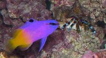 ロイヤルグラマーとユビワサンゴヤドカリ