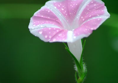 asagao