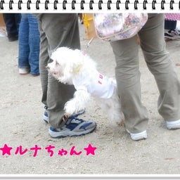 画像 【わんわん運動会！！ｉｎ２００８】part１♪ の記事より 31つ目