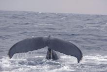 クジラ0805