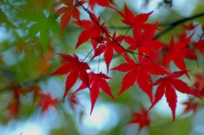 momiji