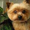 犬も引き寄せの法則つかうねんの画像