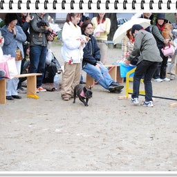 画像 【わんわん運動会ｉｎ２００８！！】Part3♪ の記事より 30つ目