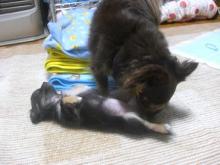 ちわわっこ生活