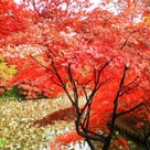 弘前公園の紅葉の記事より