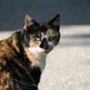 突然叩き起こされたわけの画像
