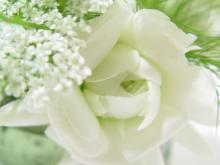 flower-white