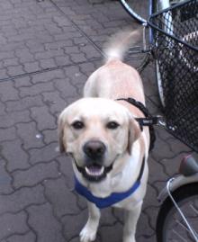 犬