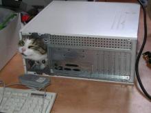 ねこ０７