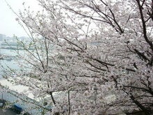 さくら