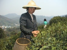 茶摘み