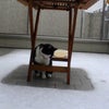 ゆーきやこんこん　あーられーやこんこんの画像