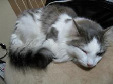 blog-coco