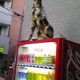 画像 どぎー の記事より