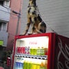 どぎーの画像
