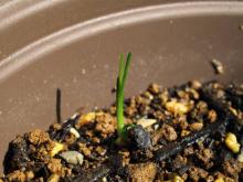 grasstree_me