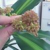 (♥◠‿◠)ﾉ㋔.:*㋩.:*㋵.:*㋒.:*ございます!!の画像