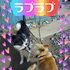ゎんちゃんみたぃな生活の画像