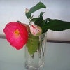 今日のお花は。。。の画像