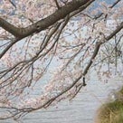 2008  海津大崎へお花見（奥琵琶湖）の記事より