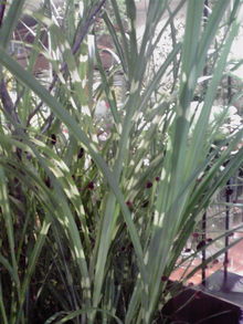 2008081913370000.jpg