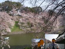 千鳥が淵