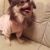ﾟ*☆愛犬モカﾁｬﾝ☆*ﾟの画像