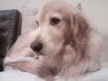 minapricilla-081030_1634.jpg
